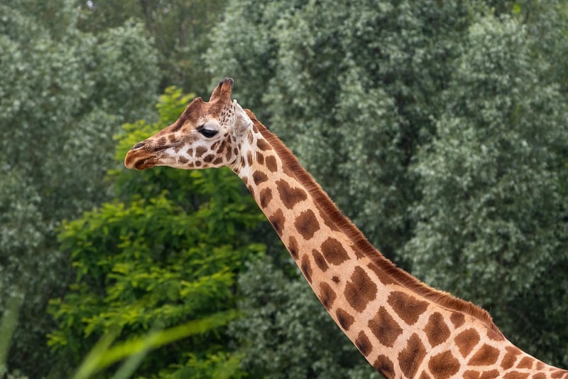 Giraffe in the wild